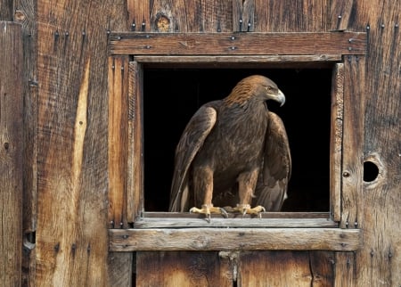 A handsome and proud eagle - fence, animals, wood, nature, brown, window, life, eagle, wild, birds