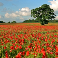 Red Poppy Field