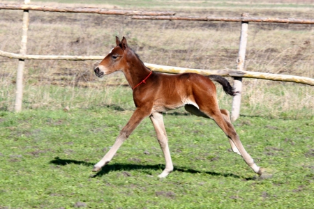 ≋ Sweet Foal ≋ - Young, Foal, Brown, Paddock