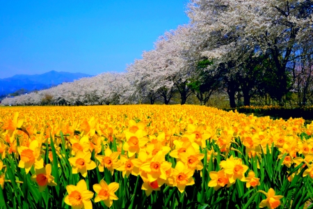 SUNNY SPRING - flowers, trees, nature, plants, spring, daffodils