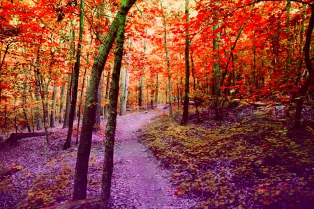 BEAUTIFUL FOREST - path, colors, forest, nature