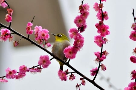 CHIRPING SPRING - flowers, bird, branch, spring, naturte