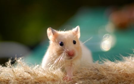 Hamster - hamster, rodent, soricel, blue, animal, sweet, cute