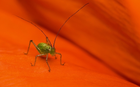 Grasshoper - insect, orange, green, grasshoper