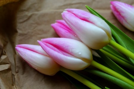 SPRING BUDS - nature, tulips, buds, flowers