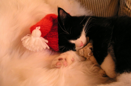 Cat - christmas, feline, cute, paws, cat