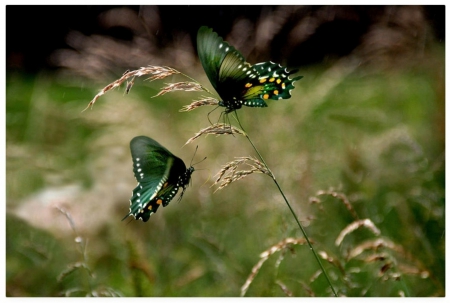 AFTER THE RAIN - nature, animals, wings, green, outdoors, butterflies