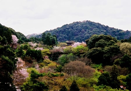 Kiyomizu-dera Temple - japan, nature, scenery, temple, spring, kyoto, mountain, japanese