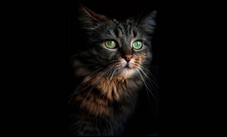 Green Eyed Kitty - Animals, Green Eyes, Beautiful, Cat