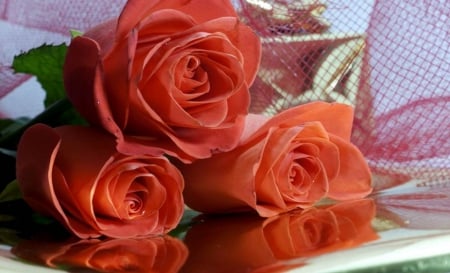 Beautiful Roses - nature, beautiful, orange, flowers, rose