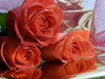 Beautiful Roses