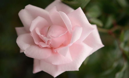 Soft Pink Rose - nature, soft, beautiful, pink, flowers, rose