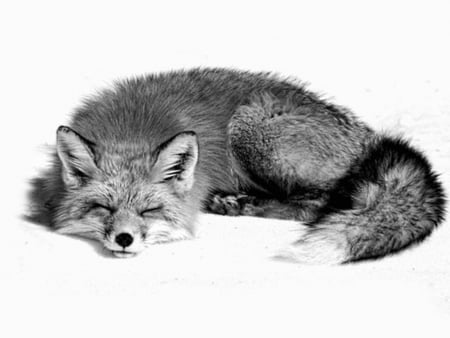 Fox in the snow - white, sleep, black, cold