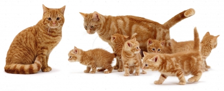 Cute family of ginger cats - kittens, ginger, cute, cats, animals, family