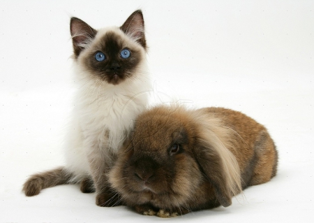 Ragdoll kitten and Lionhead rabbit - rabbit, animals, cats, kitten