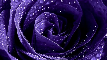 Purple flower drop - beauty, drop, purple, flower