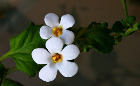 Flowers - flowers, white, beautiful, two