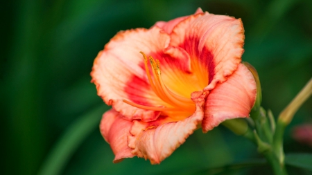 Flower - red, orange, flower, pink