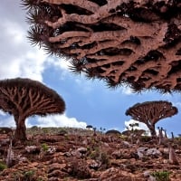 Dragoon Blood Tree, Socotra Island, Yemen