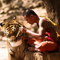monk with tiger