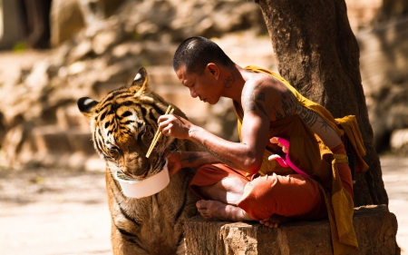 monk with tiger - monk, cat, tree, tiger