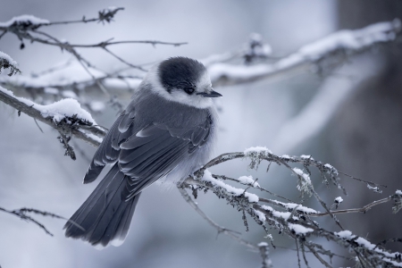 Small bird - bird, Small, winter, tree