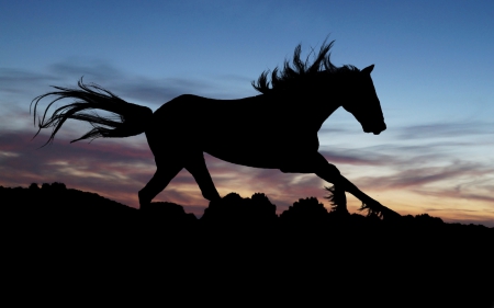 Wild horse - sunset, Wild, horse, sky