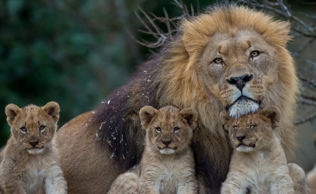 The family of lions - cats, The family of lions, Dad, small animals