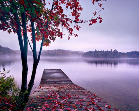 Beautiful Scenery - lake, tree, nature, dock