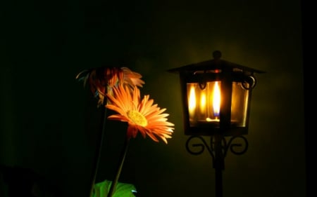 Glow in the Dark - flowers, lamp, petals, light