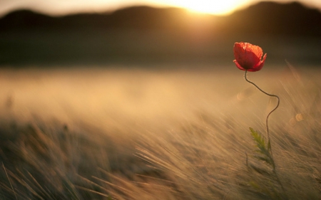 Alone - nature, field, grass, flower