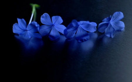 Blue Flowers - flowers, petals, naure, blue