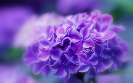 Purple Flowers - flowers, purple, nature, bloom