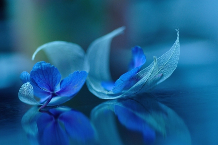 Blue Flowers - nature, flowers, reflection, blue