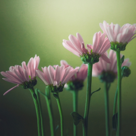 Flowers - flowers, pink, nature, soft