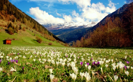 Spring meadow - pretty, hills, beautiful, landscape, spring, grass, lovely, mountain, flowers, nature, hut, crocus, cottage, sky