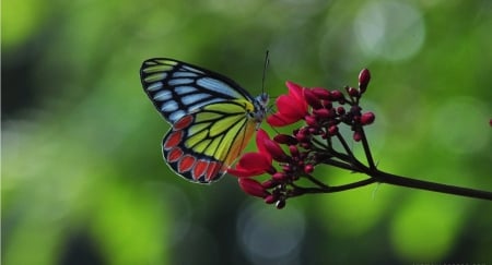 Jezebel butterfly on flower - flower, butterfly, nature, insect