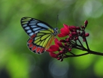 Jezebel butterfly on flower