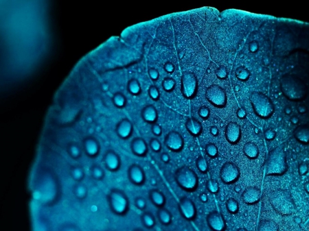 Drops - leaves, leaf, blue, drops