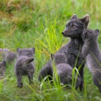 Mom Arctic Fox and her Cubs