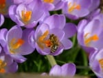 crocusses and bee