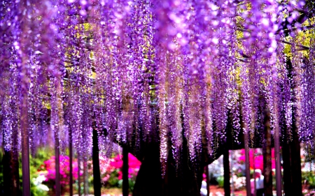 Purple Tree - nature, purple, tree, amazing