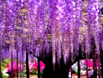 Purple Tree