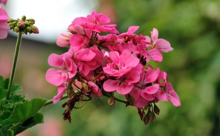 Pink Flowers - flowers, tree, pink, nature