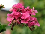 Pink Flowers