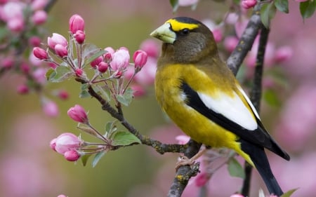 Bird - yellow, pink, branch, feather, blossom, flower, spring, bird