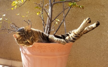 Funny cat - cat, animal, pot, funny, cute