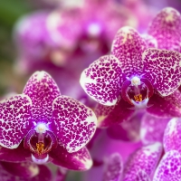 Orchids