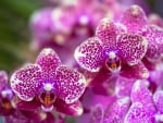 Orchids