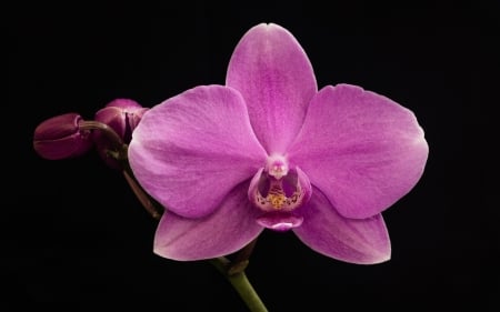 Orchid - black, orchid, flower, pink